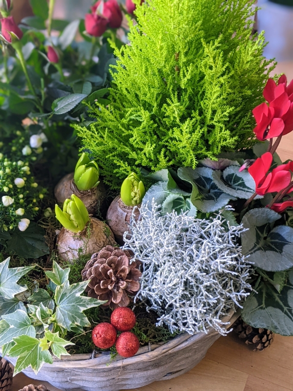 christmas plant basket delivery