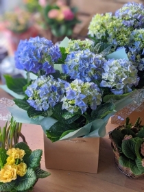 Simply Flowers Cheadle Local Hydrangea Plant Delivery by Local Florist